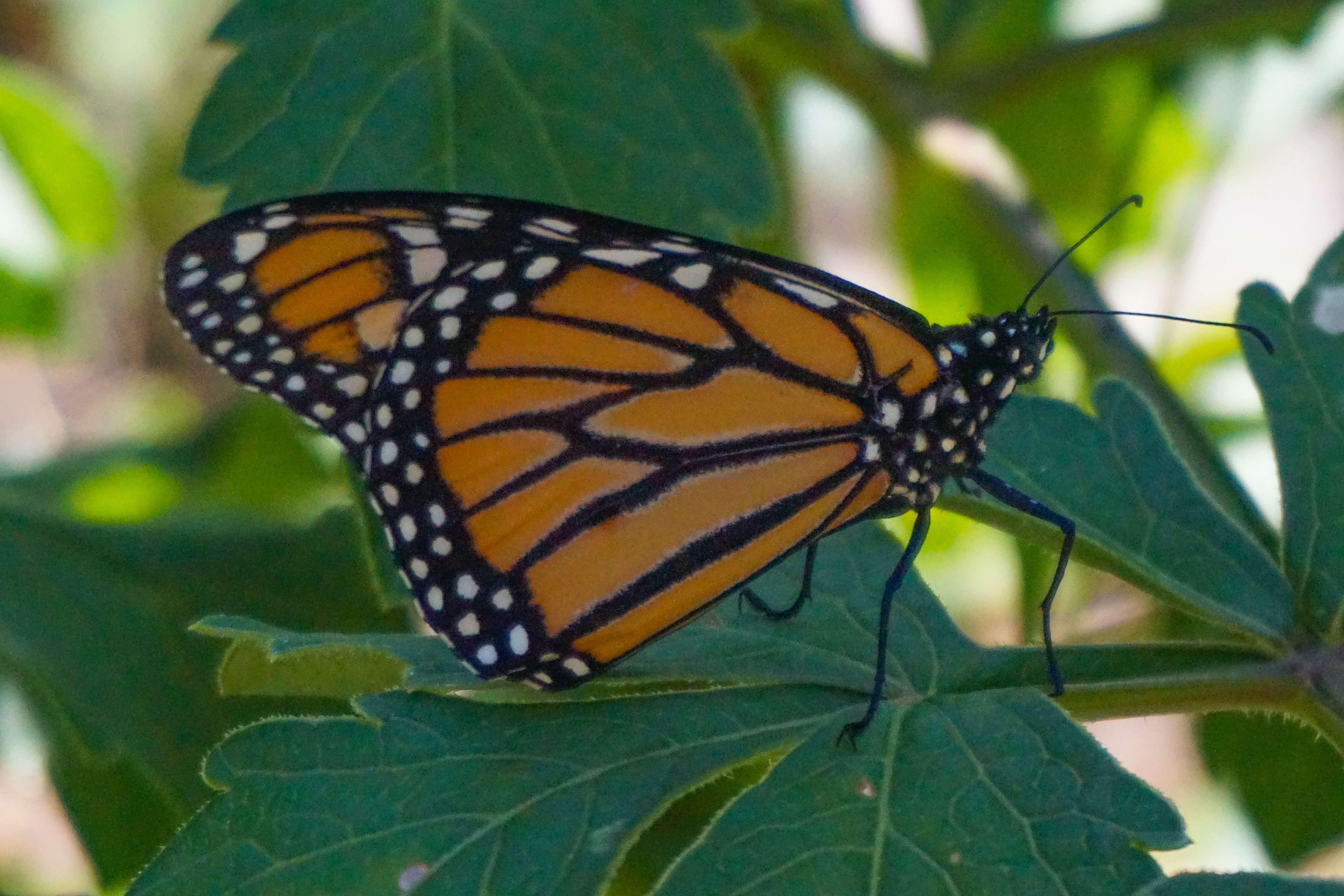 57E49DDC-5EBF-49A6-A274-9E15452768EC