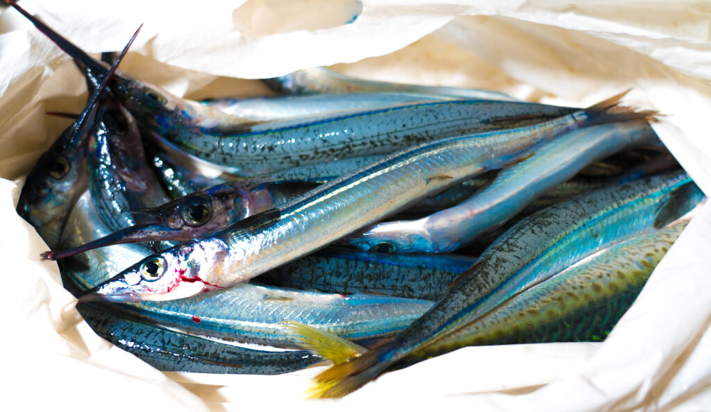Garfish displayed in a bag
