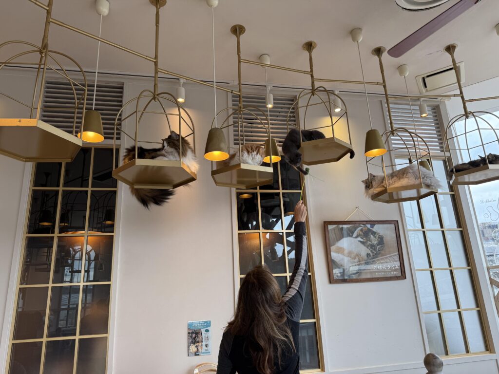 Cats in cages at a cat cafe